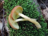 Tricholomopsis flammula image