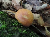 Tricholomopsis flammula image