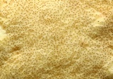Hypocrea sulphurea image