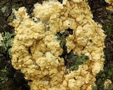 Hypocrea sulphurea image