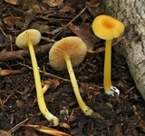Entoloma unicolor image