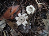 Geastrum velutinum image