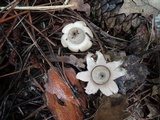 Geastrum velutinum image