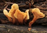 Spathulariopsis velutipes image