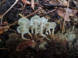 Marasmiellus praeacutus image
