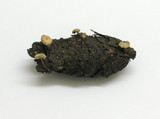 Baeospora myosura image