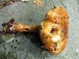 Hemistropharia albocrenulata image