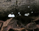 Crepidotus caspari image