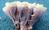 Thelephora vialis image