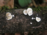 Crepidotus caspari image