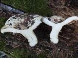 Lactarius controversus image