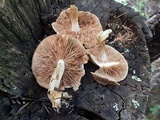 Hebeloma velutipes image