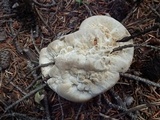 Hydnellum suaveolens image