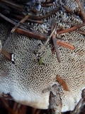 Hydnellum suaveolens image