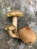 Pseudoboletus parasiticus image