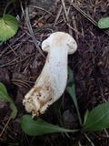 Armillaria solidipes image