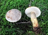 Retiboletus griseus image
