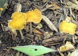 Agrocybe arvalis image