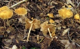 Agrocybe arvalis image