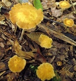 Agrocybe arvalis image