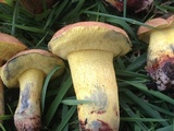Boletus luridellus image