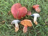 Butyriboletus floridanus image