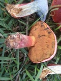 Butyriboletus floridanus image
