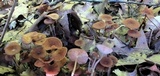 Gymnopus subnudus image