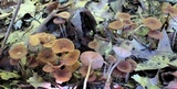Gymnopus subnudus image