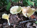 Chrysomphalina strombodes image