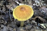 Cortinarius corrugatus image