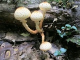 Pholiota squarrosoides image