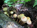 Pholiota squarrosoides image