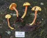 Chalciporus chontae image