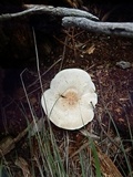 Leucopaxillus giganteus image