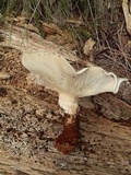 Leucopaxillus giganteus image