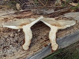 Leucopaxillus giganteus image