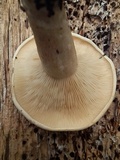 Leucopaxillus giganteus image