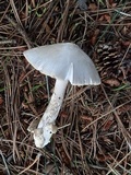Amanita stannea image