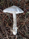 Amanita stannea image