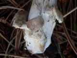 Amanita stannea image