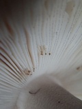 Amanita stannea image