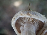 Ripartites odorus image