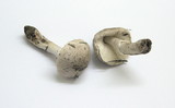 Leucoagaricus barssii image