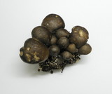 Lyophyllum decastes image