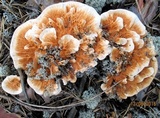 Hydnellum aurantiacum image