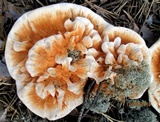 Hydnellum aurantiacum image