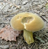 Boletus durhamensis image