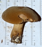 Boletus durhamensis image