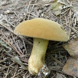 Boletus durhamensis image